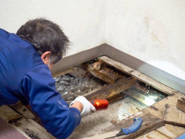 Best Mold Removal Specialists  in Marceline, MO
