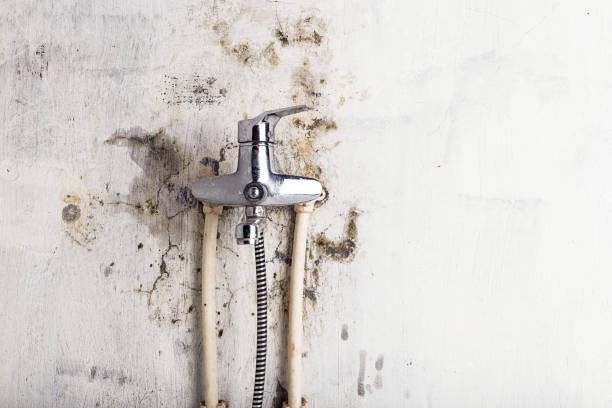 Best Fast Mold Removal  in Marceline, MO