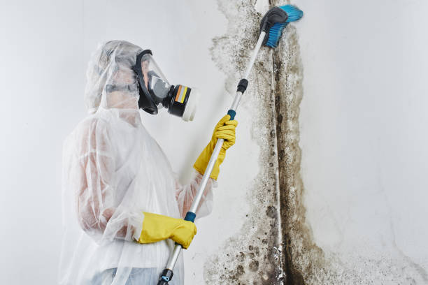 Best Best Mold Removal Companies  in Marceline, MO