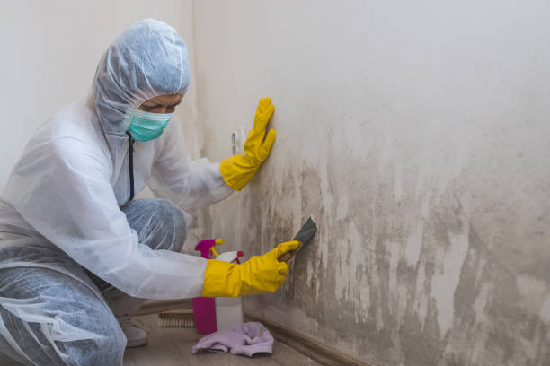 Best Residential Mold Removal  in Marceline, MO