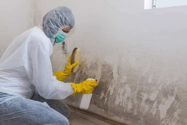 Best Mold Damage Repair  in Marceline, MO