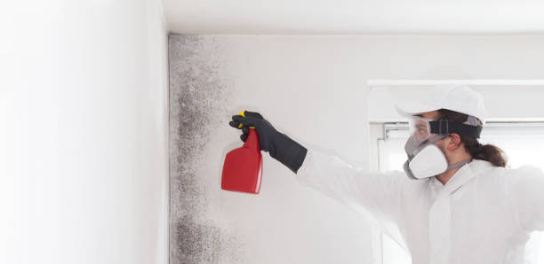 Best Attic Mold Removal  in Marceline, MO