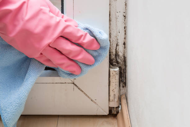 Best Mold Testing  in Marceline, MO