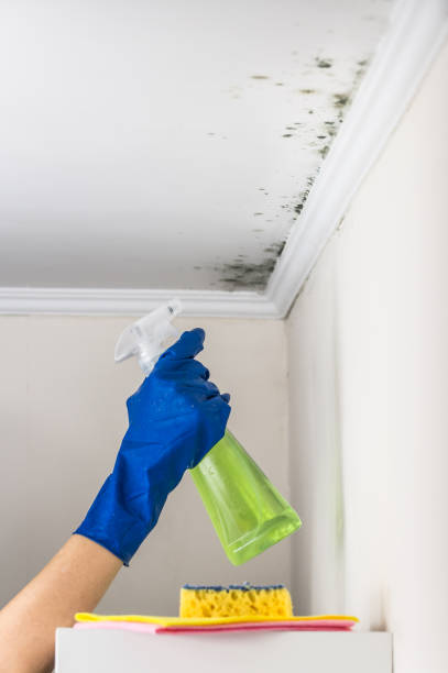 Best Commercial Mold Removal  in Marceline, MO